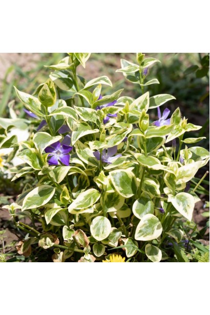 Vinca Aureovariegata полив